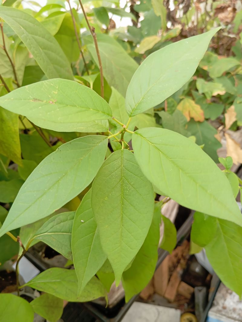 Maclura pomifera